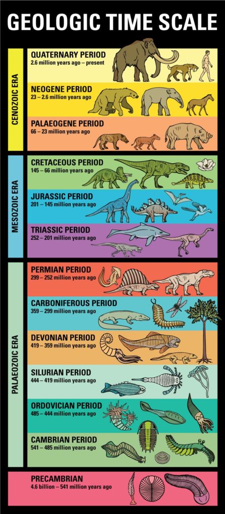 Geologic Time scale that shows humans in Quaternary Period (2.6 million years ago). Tyrannosaurus rex in Cretaceous Period (145-66 million years ago)and Brontosaurus in Jurassic Period (201-145 million years ago)