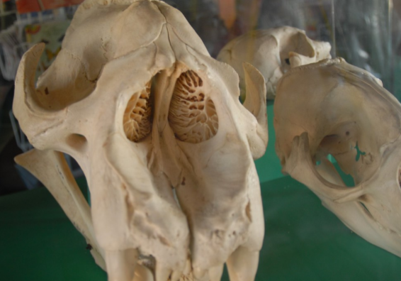 Male elephant seal skull