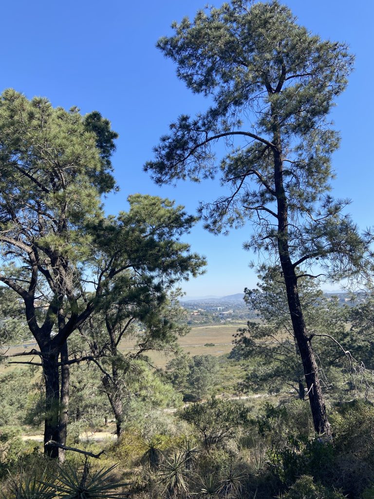 Torrey Pines (Pinus torreyana)
